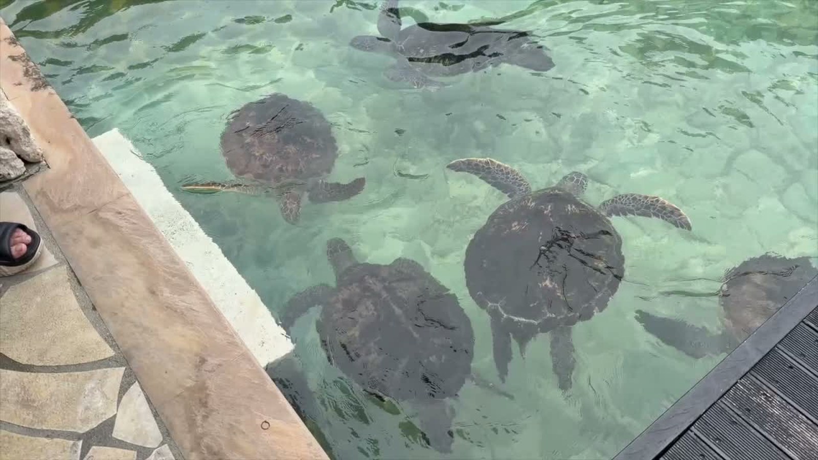 水中を泳ぐ2匹のウミガメ