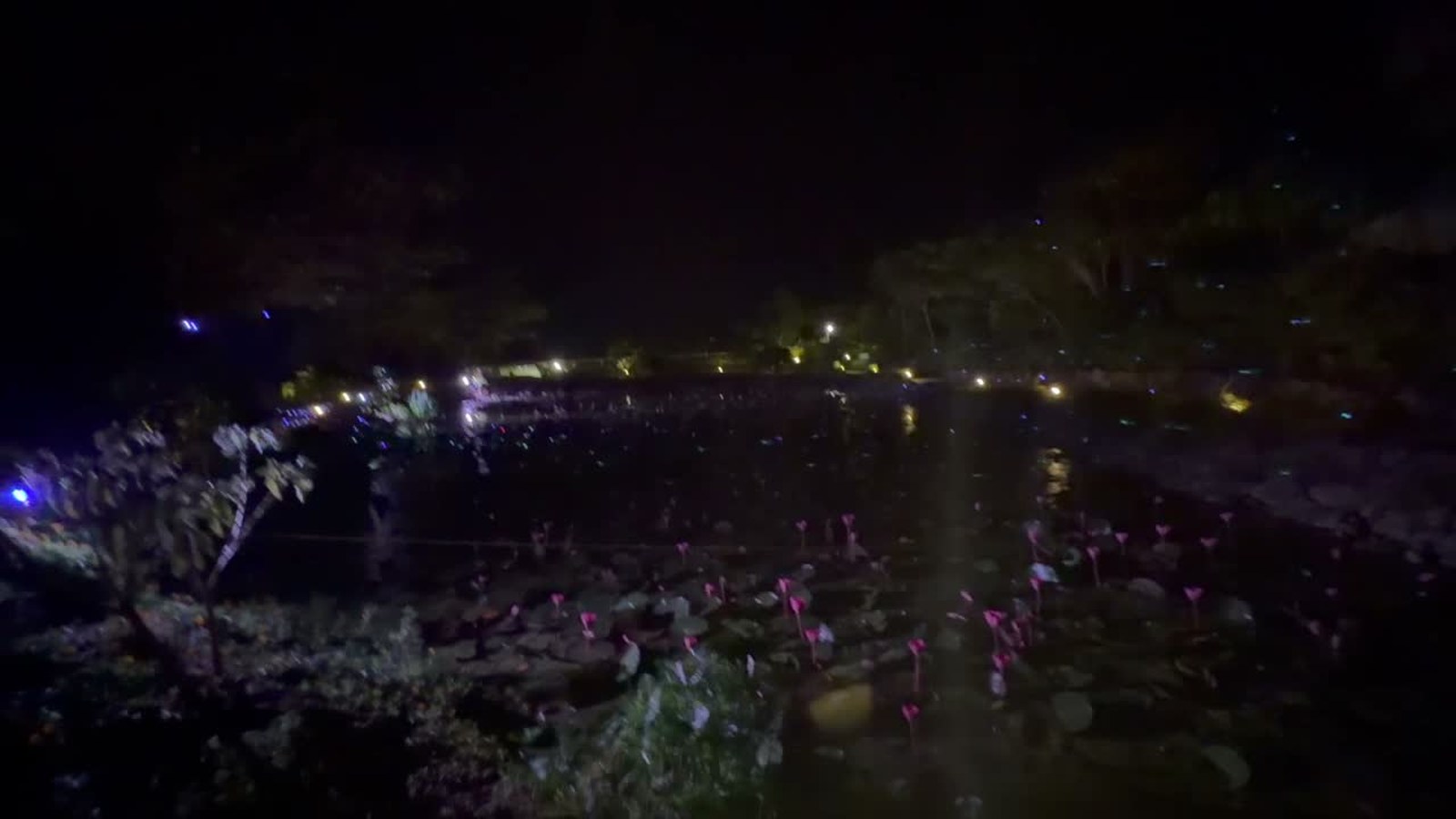 睡蓮の池のライトアップ