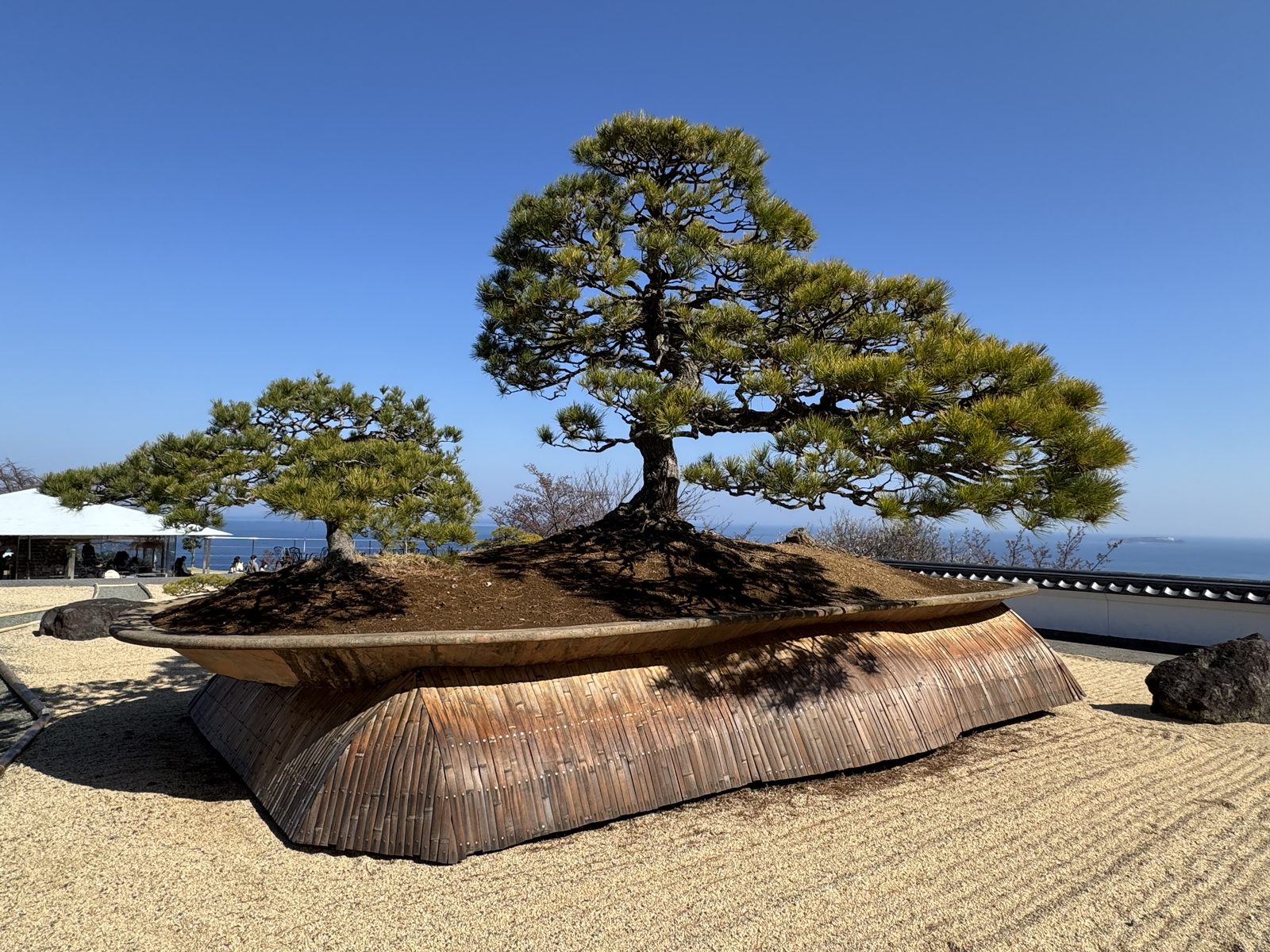 白砂の日本庭園に置かれた大きな松の盆栽と、その向こうの海