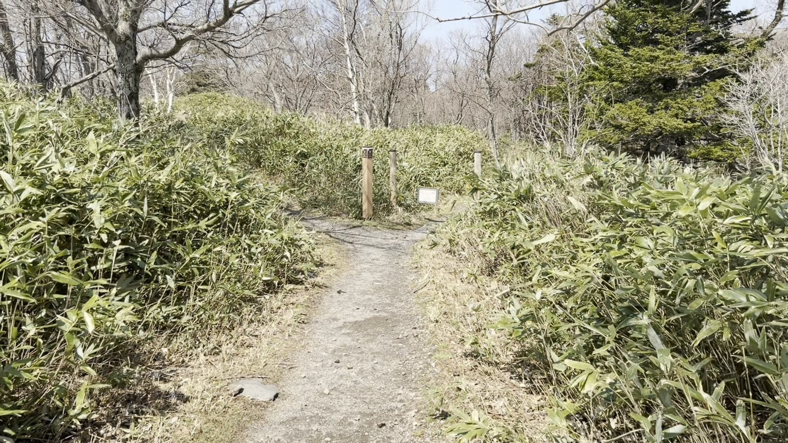 笹に囲まれた土の道