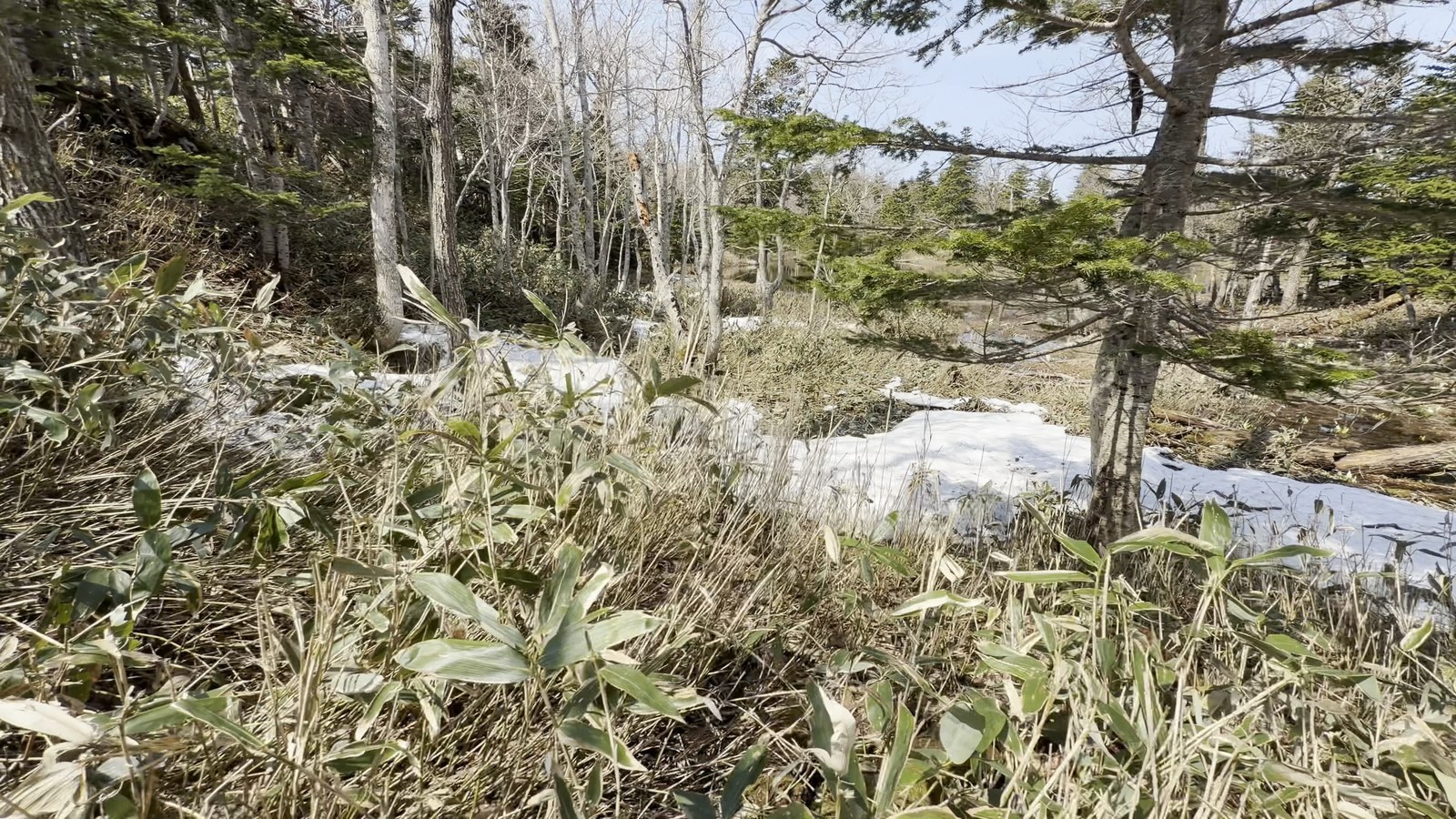 残雪が残る5月の森