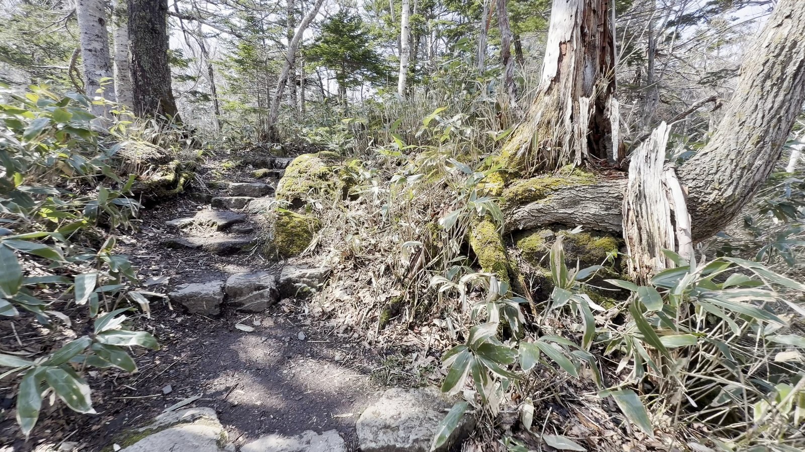 苔むした倒木と石の道